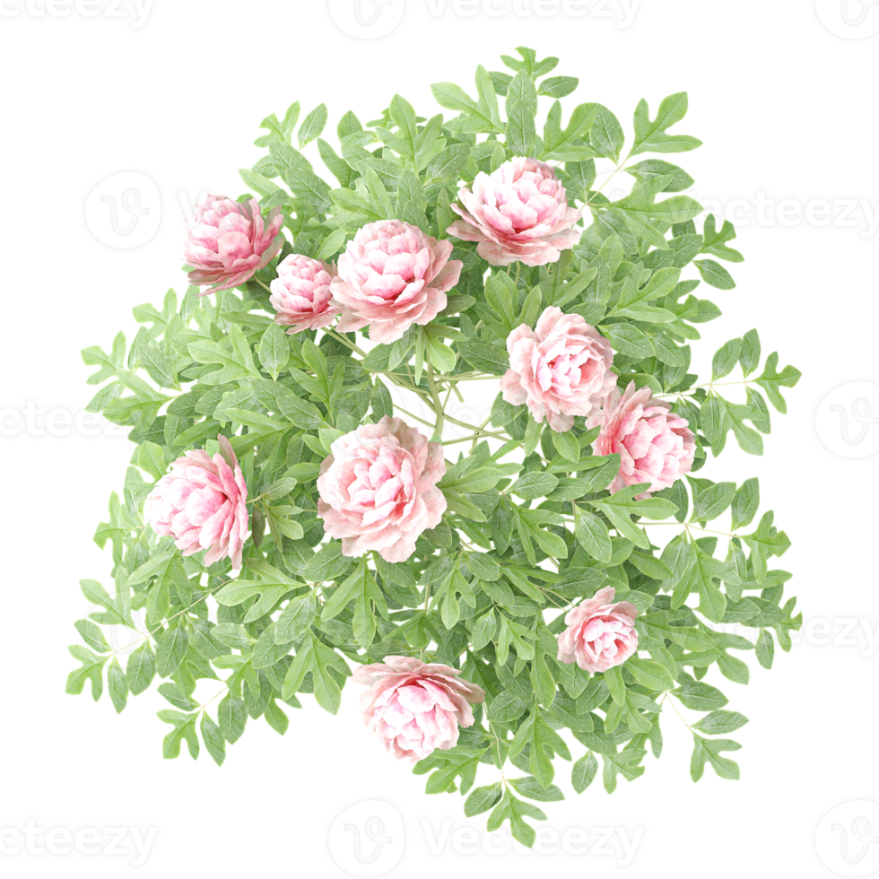 collection of Peonia flower plant in pot with realistic style from top view png