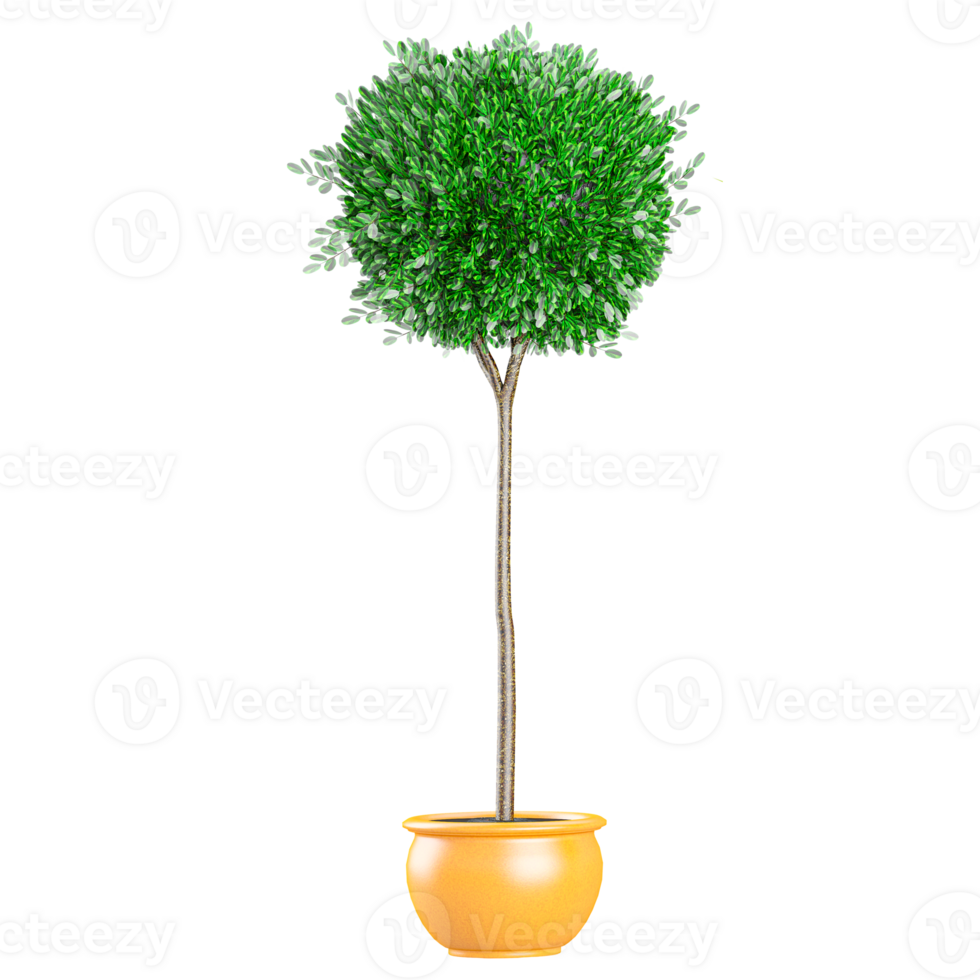 3d rendering of Myrtle Tree isolated on transparent Canvas png