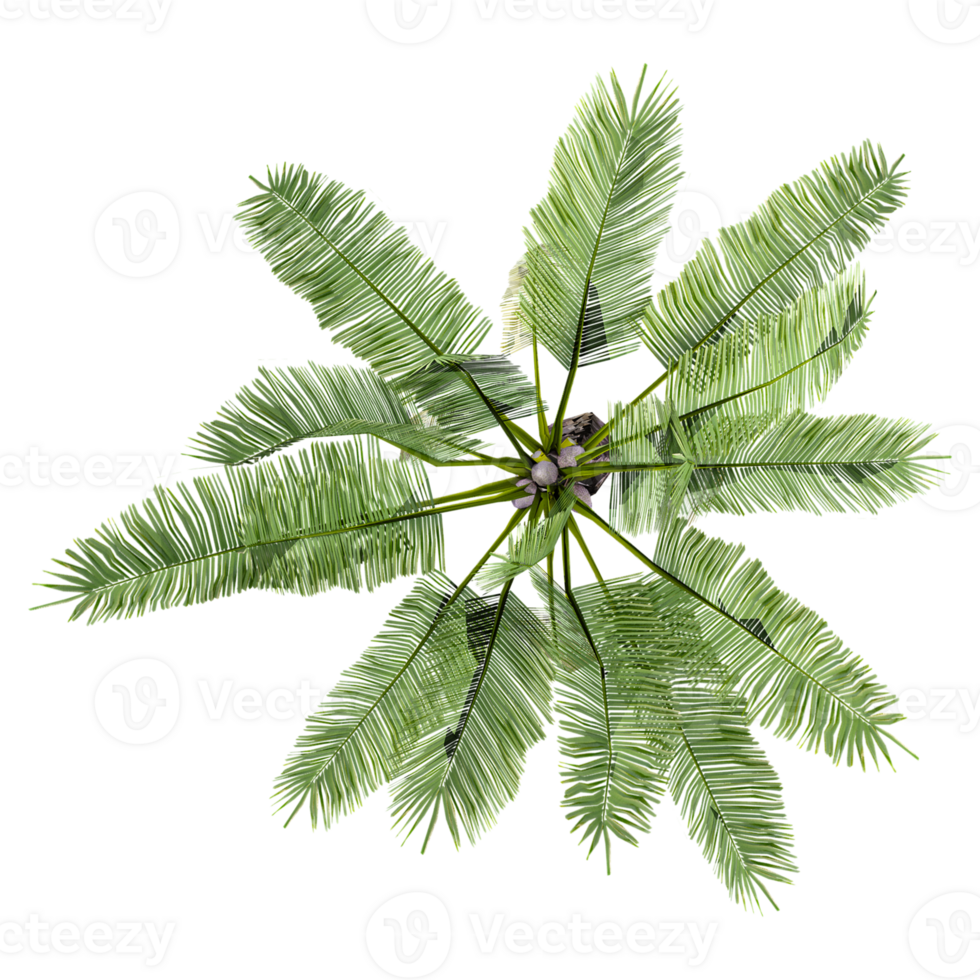 3d Rendering Of Phoenic canariensis Tree on Transparent Canvas from the top view png