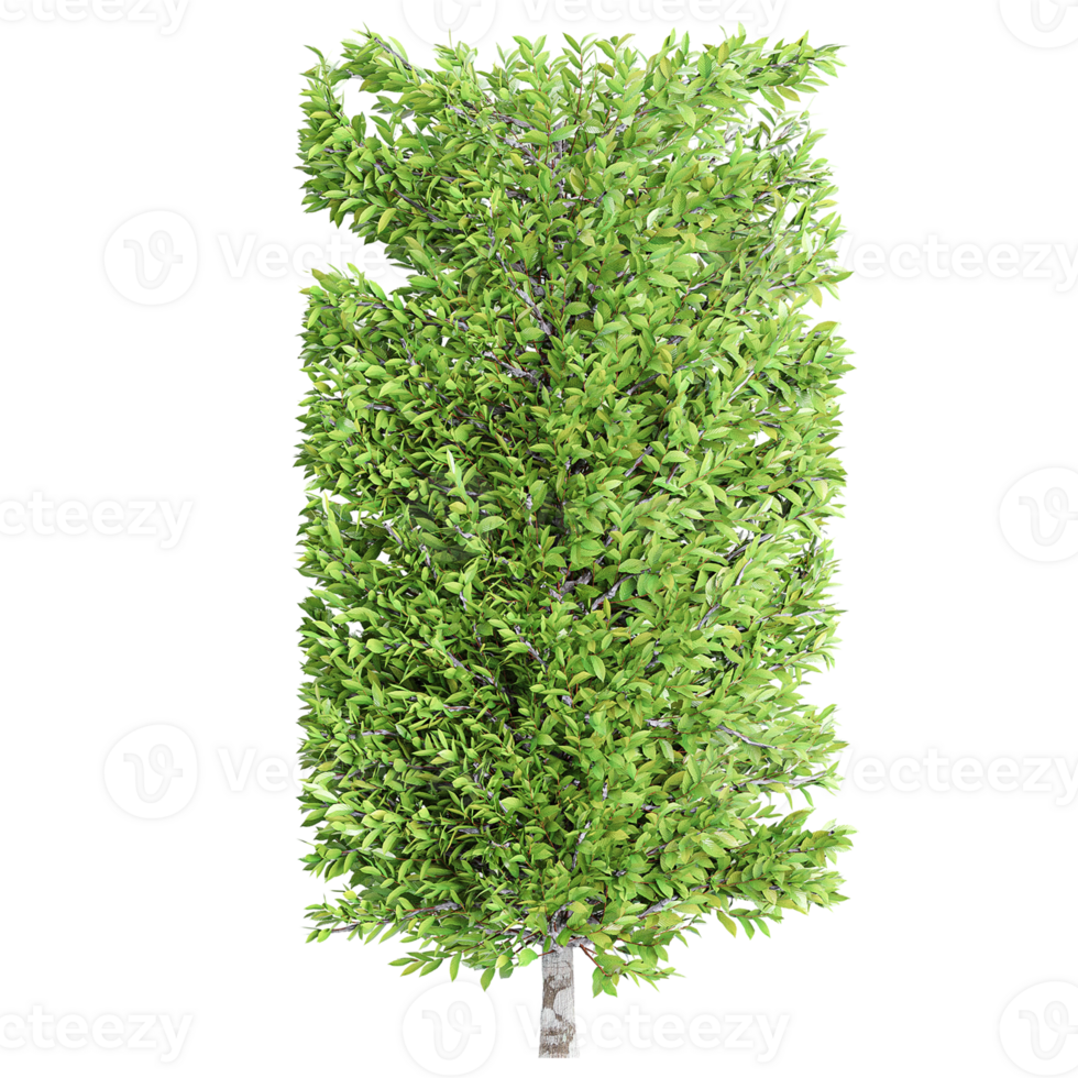 3d rendering of Columnar hornbeam plant isolated on transparent Canvas png