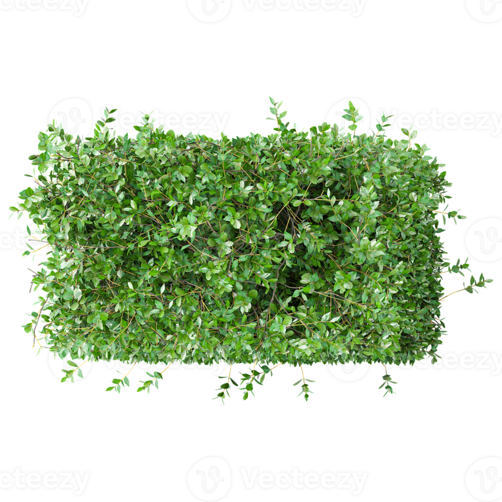 Isolated Garden privet trees isolated on transparent canvas from the top view png