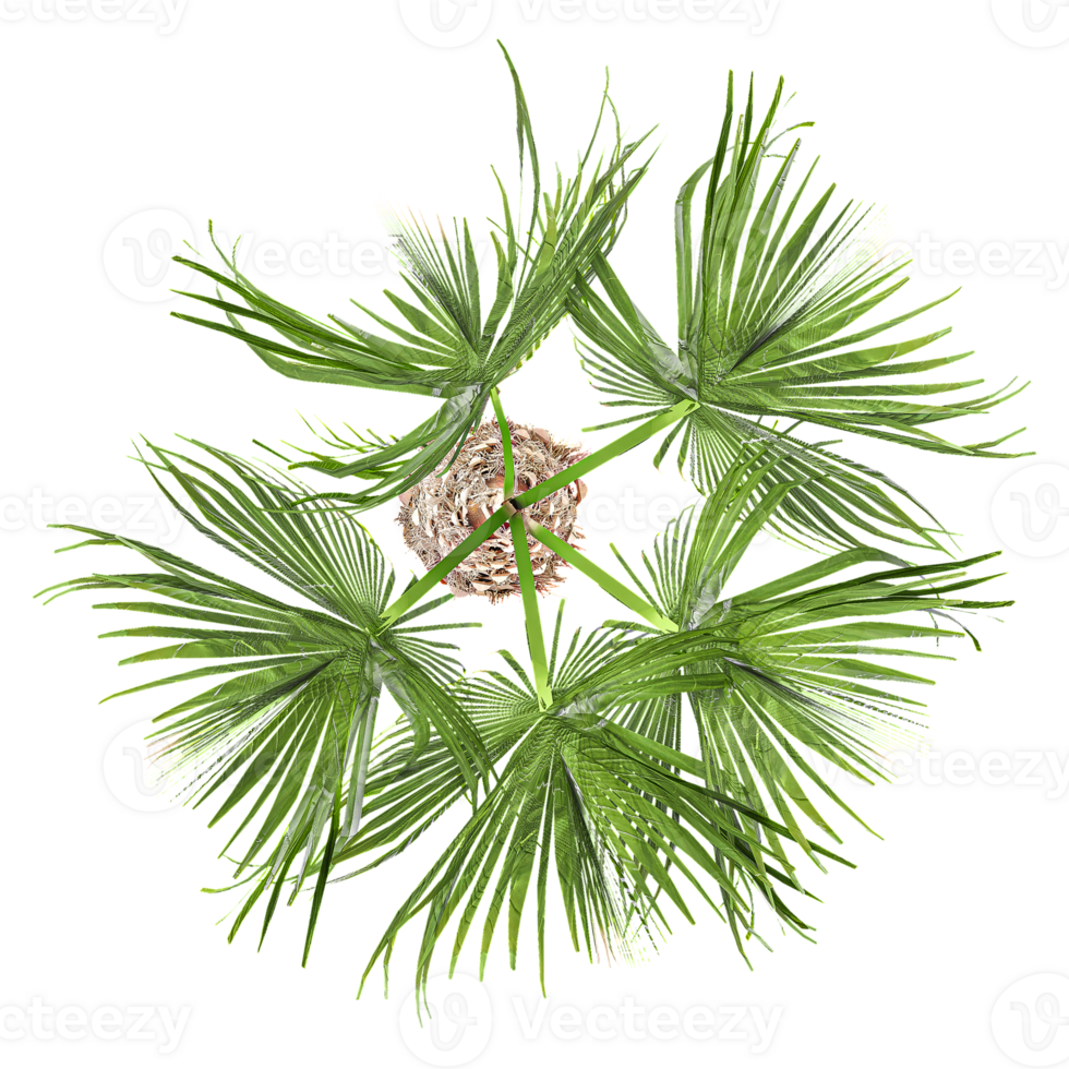 Green beautiful Sabal palmetto plant isolated on Canvas from top view png