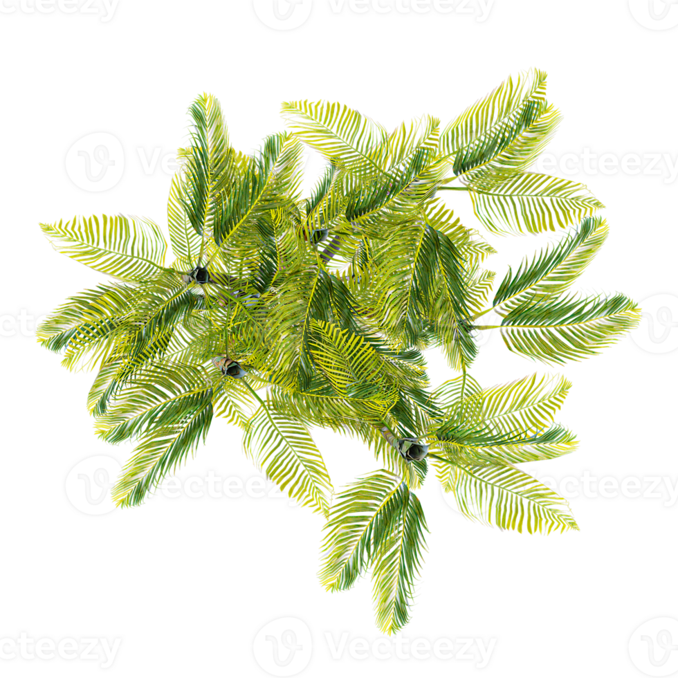 3d Rendering Of Dypsis lutescens tree on Transparent Canvas from the top view png