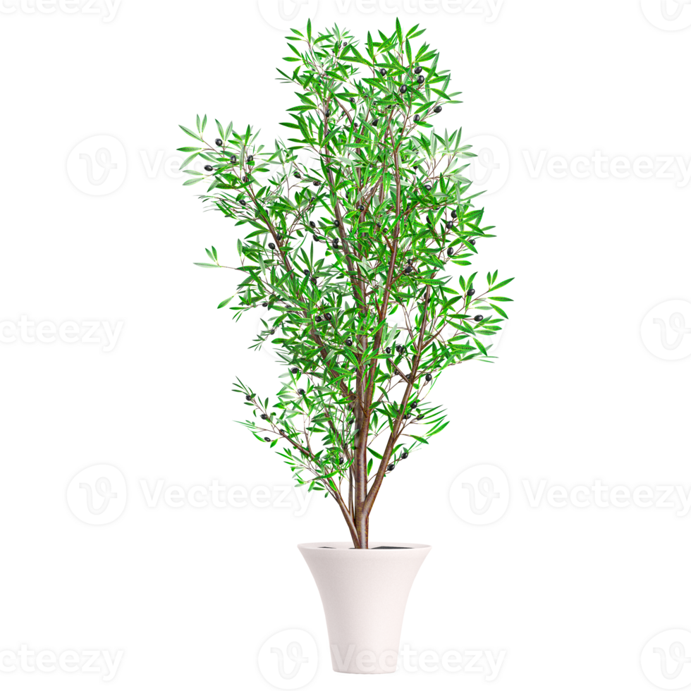 3d rendering of Olive Tree isolated on transparent Canvas png