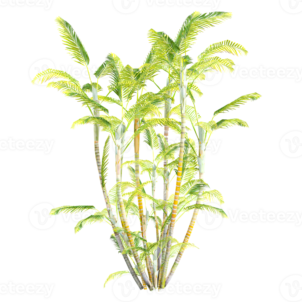 3d Rendering Of Dypsis lutescens tree on Transparent Canvas png