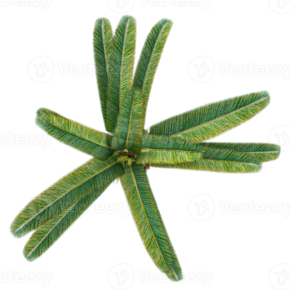 collection of Phoenic canariensis plant isolated on transparent Canvas from the top view png