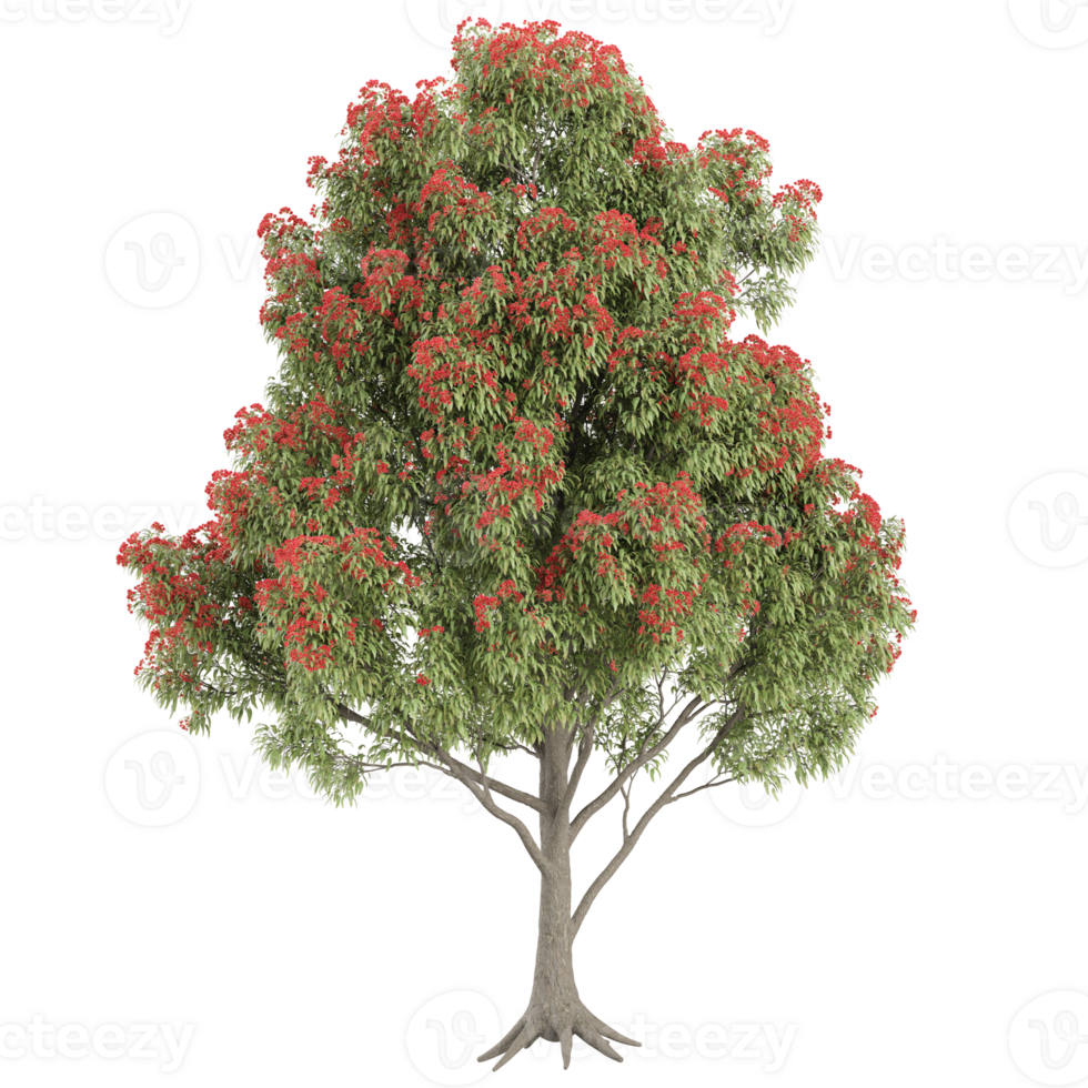 collection of Pohutukawa tree with realistic style png