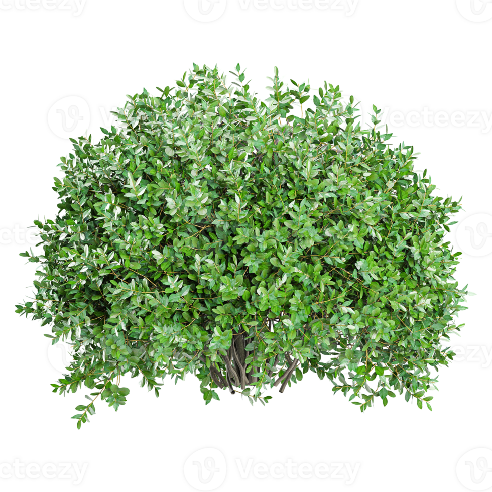 3d Rendering Of Garden privet trees isolated on Transparent Canvas png