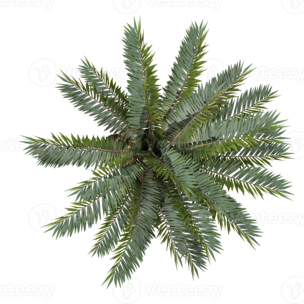 Topview of Cycas tree isolated on transparent Canvas png