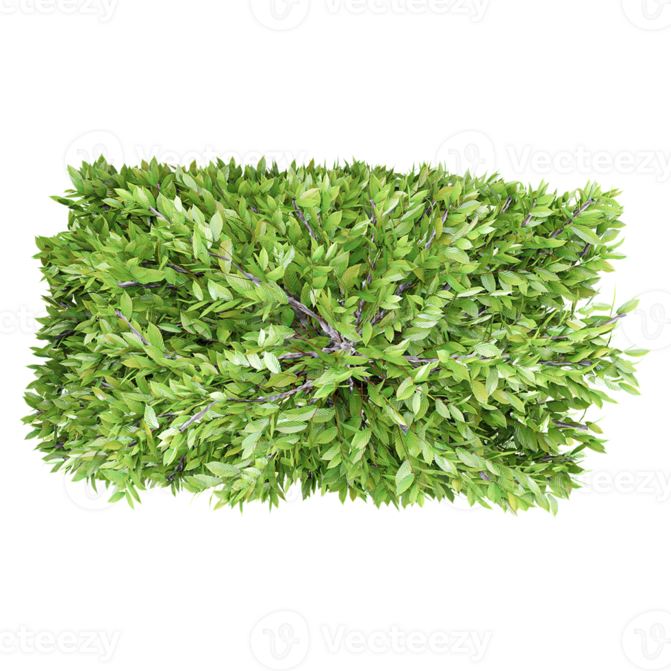 3d rendering of Columnar hornbeam plant isolated on transparent Canvas from the top view png