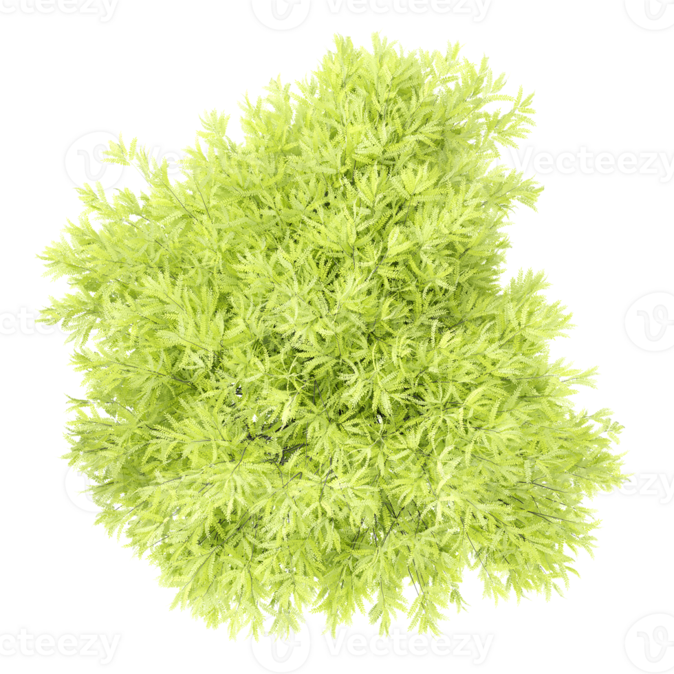 collection of Gleditsia triacanthos tree with realistic style from top view png