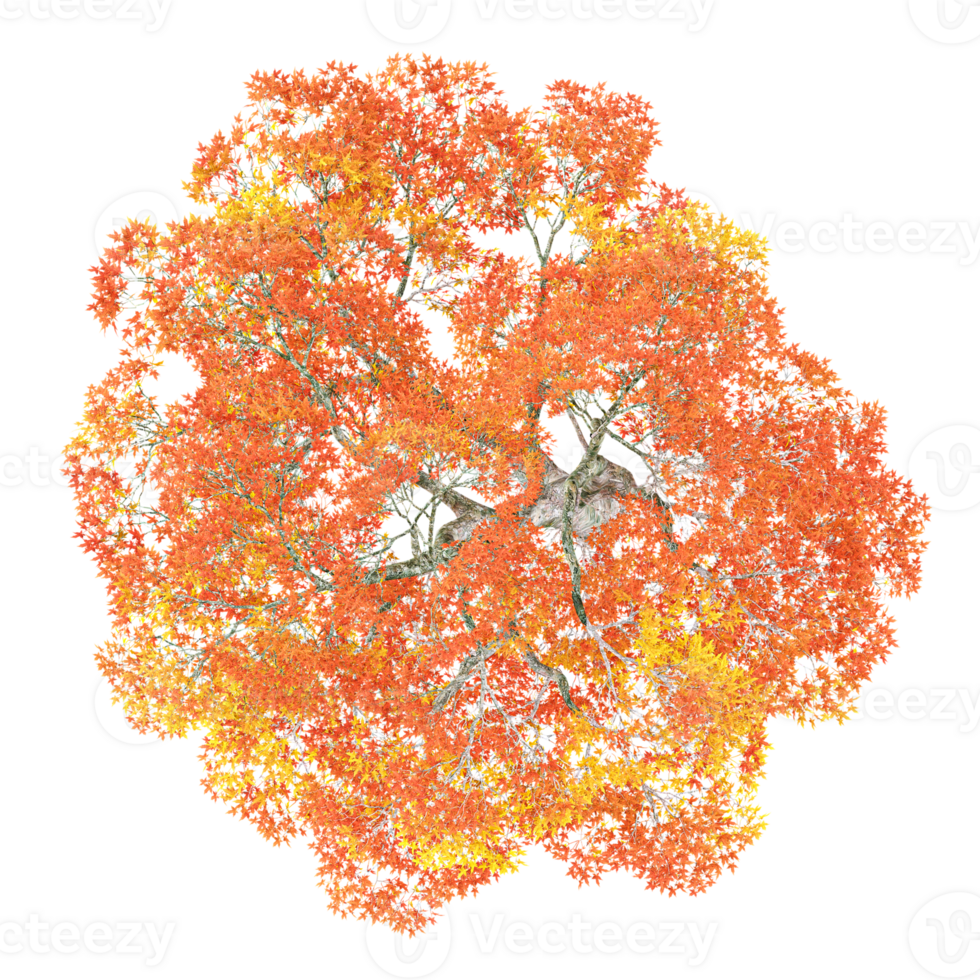 collection of Platanusautumn tree isolated on transparent Canvas from the top view png