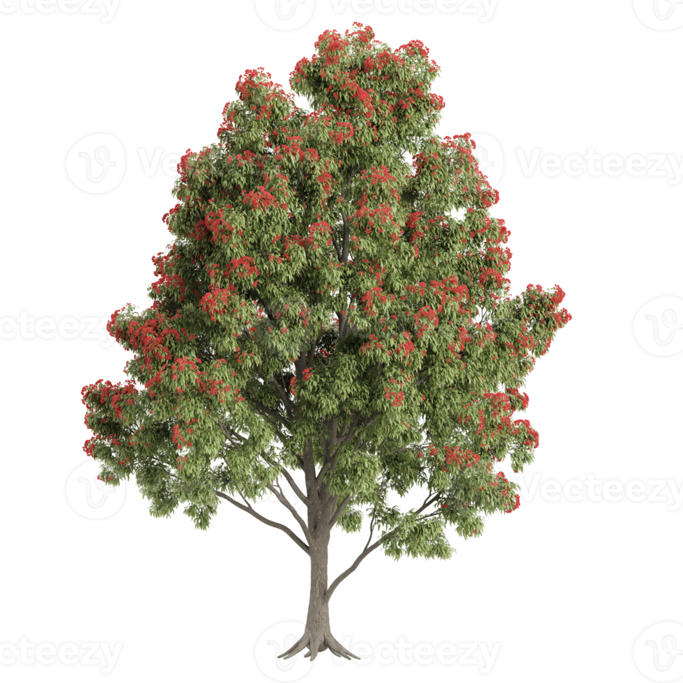 Green beautiful Pohutukawa tree isolated on Canvas png