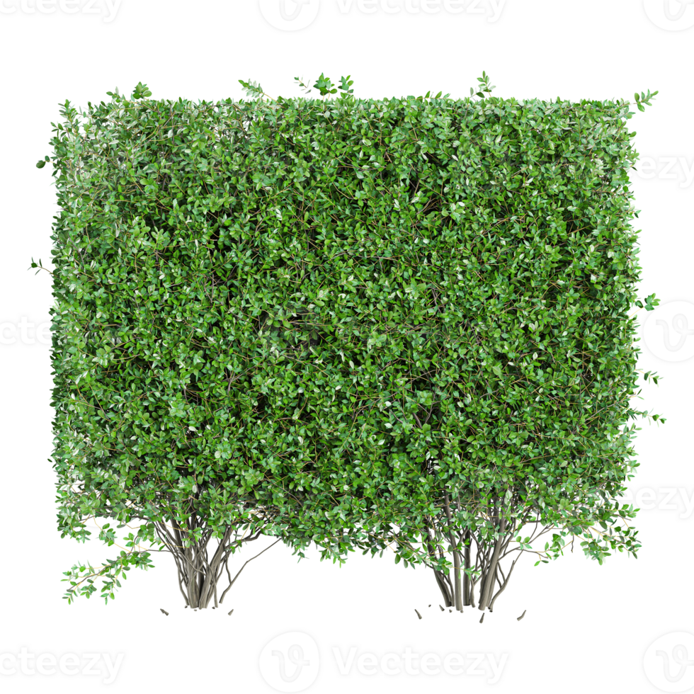 3d illustration of Garden privet tree isolated on transparent canvas png