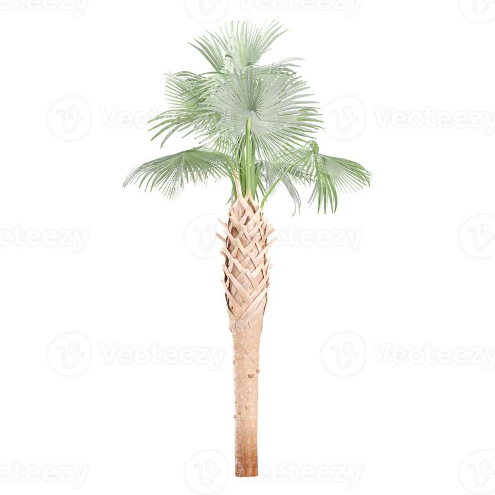 Isolated Sabal palmetto plant on transparent canvas png