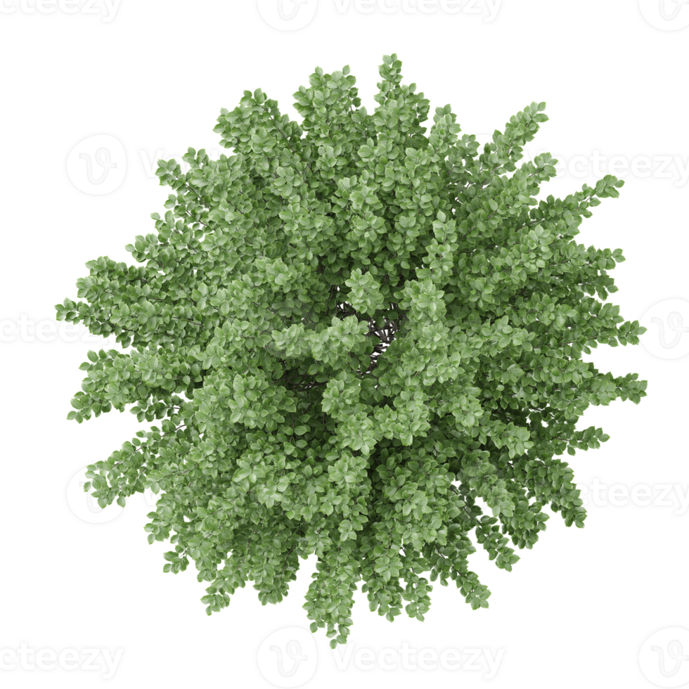 3d rendering of European Beech plant isolated on transparent Canvas from the top view png