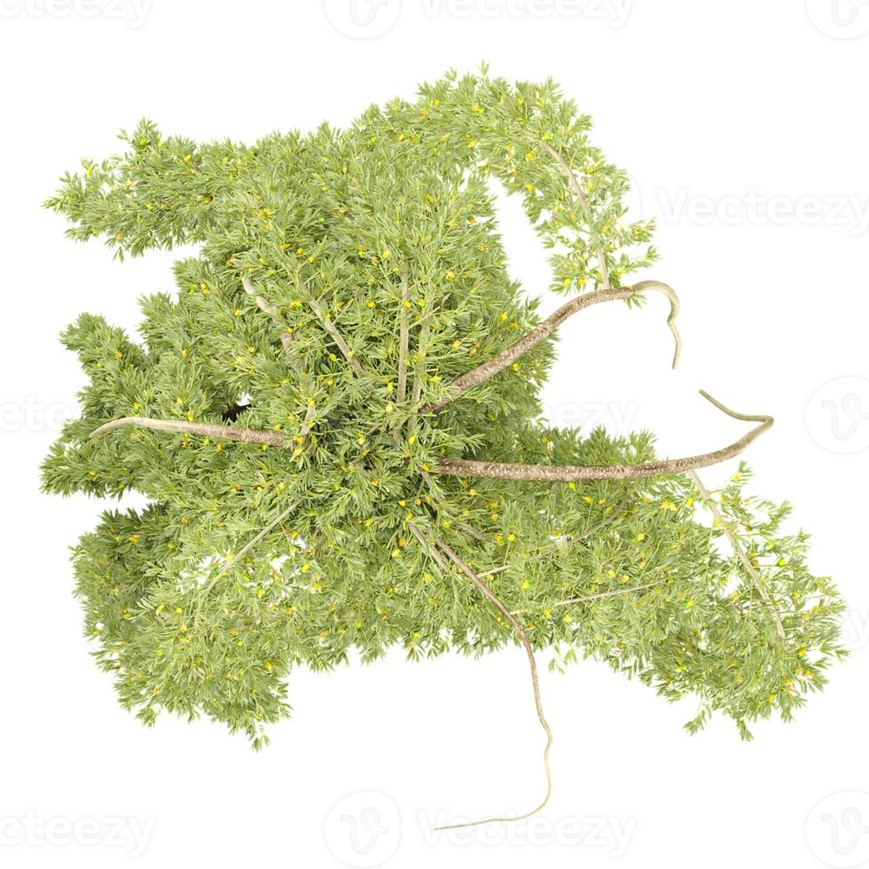 Isolated Caragana arborescens Walker tree on transparent canvas from the top view png
