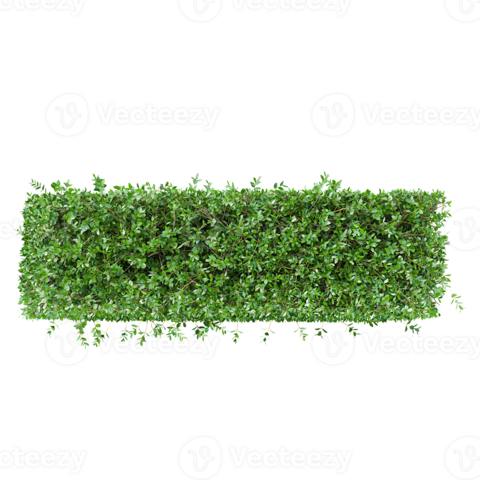 collection of Garden privet tree with realistic style from top view png