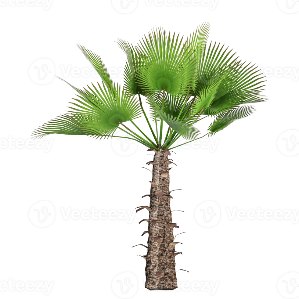 collection of Trachycarpus fortunei tree isolated on transparent Canvas png