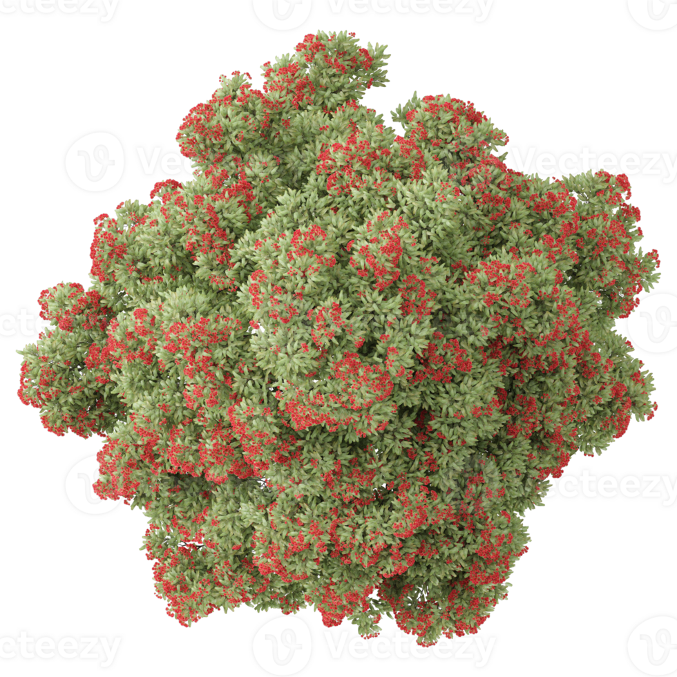 collection of Pohutukawa tree with realistic style from top view png