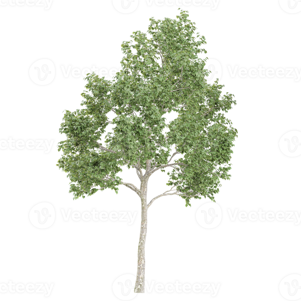 Collection of White poplar tree isolated on transparent Canvas png