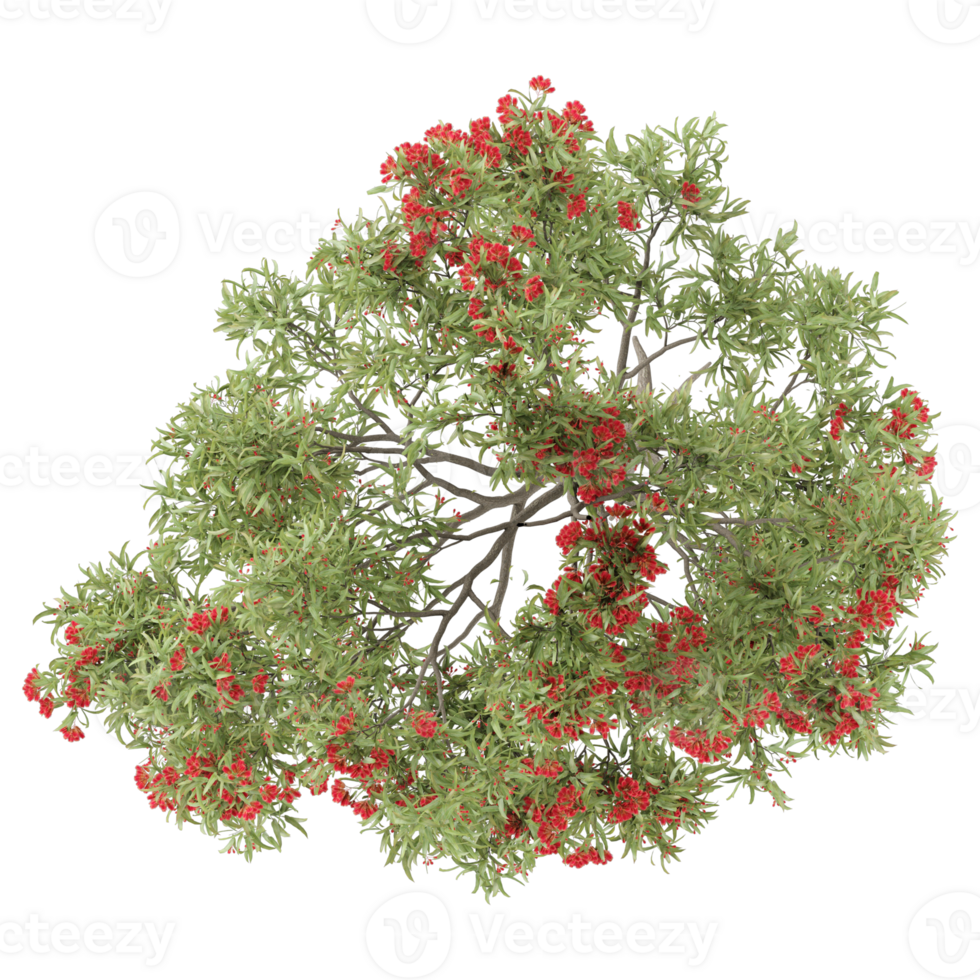Isolated Pohutukawa tree on transparent canvas from the top view png
