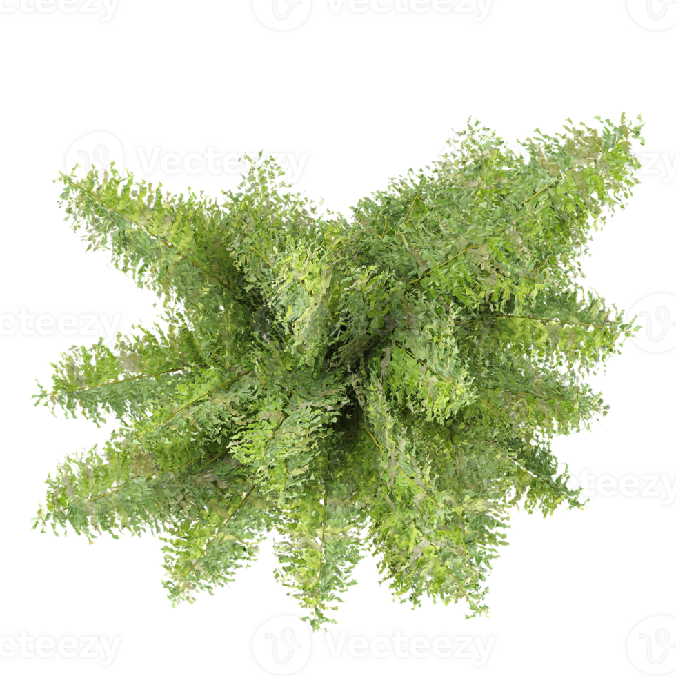 Green Adiantum capillus-veneris isolated on transparent Canvas from top view png