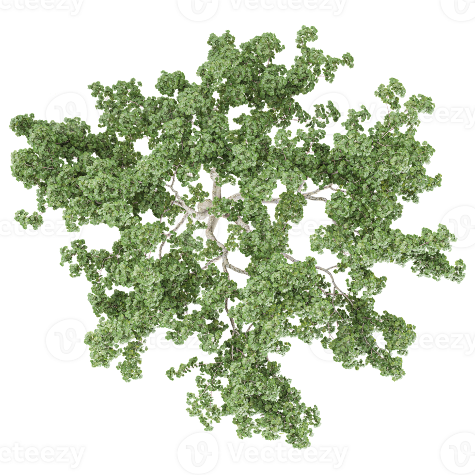 Collection of White poplar tree isolated on transparent Canvas from the top view png