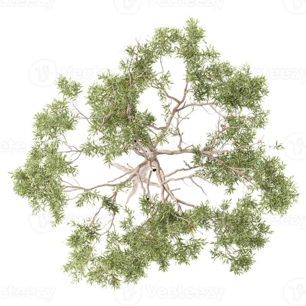 collection of Eucalyptus tree with realistic style from top view png