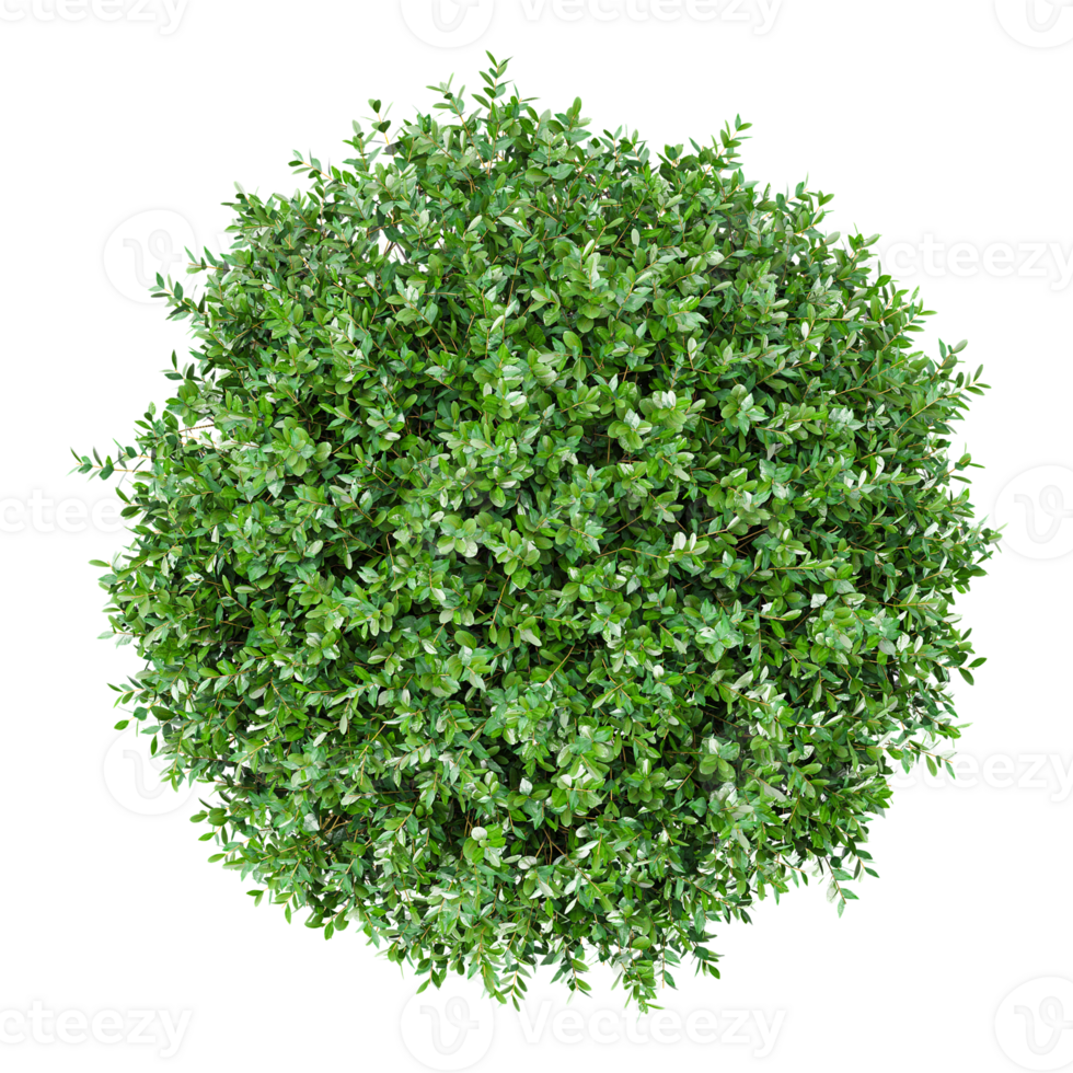 3d Rendering Of Garden privet trees isolated on Transparent Canvas from the top view png