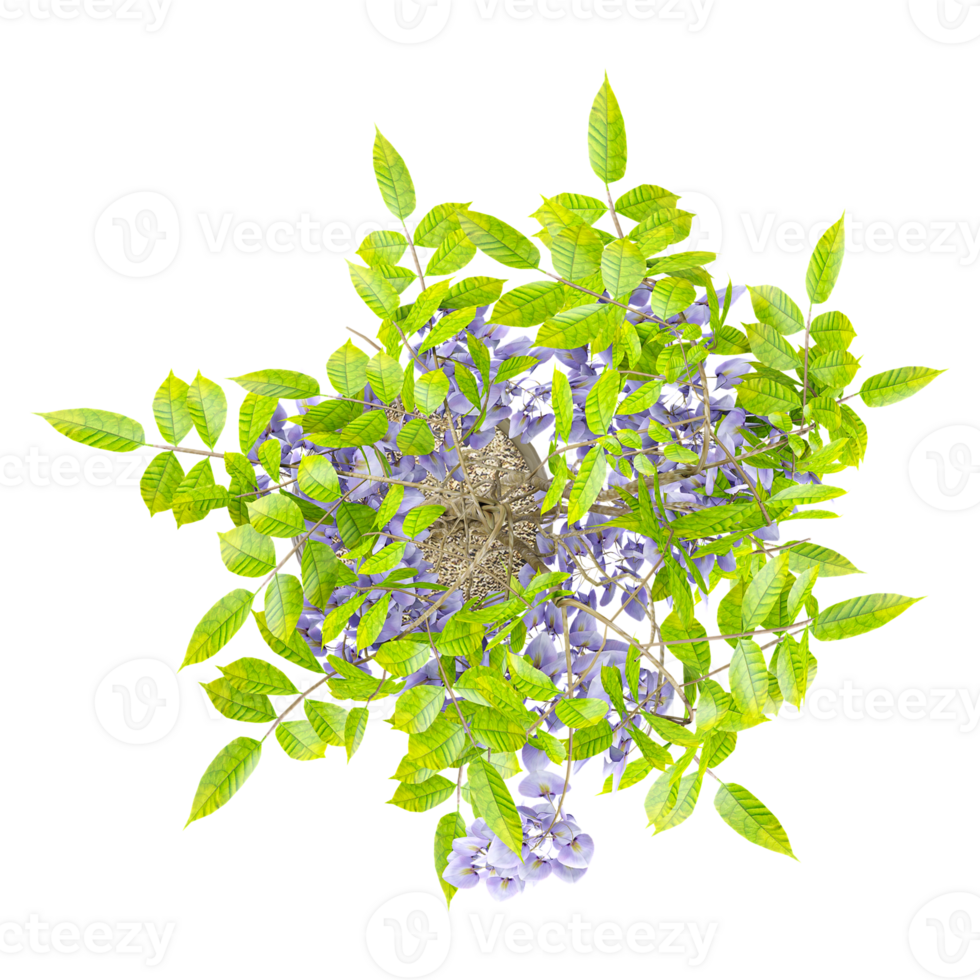 3d rendering of Chinese wisteria tree isolated on transparent Canvas from the top view png