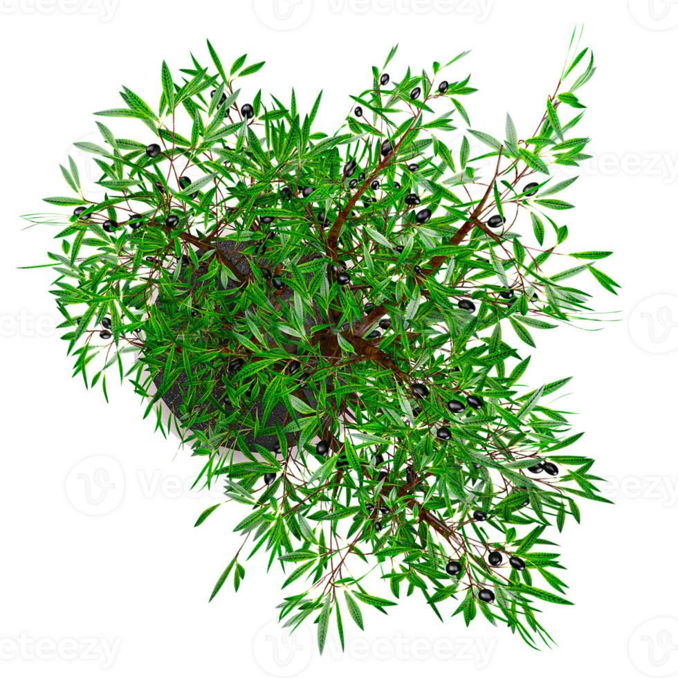 3d rendering of Olive Tree isolated on transparent Canvas from the top view png