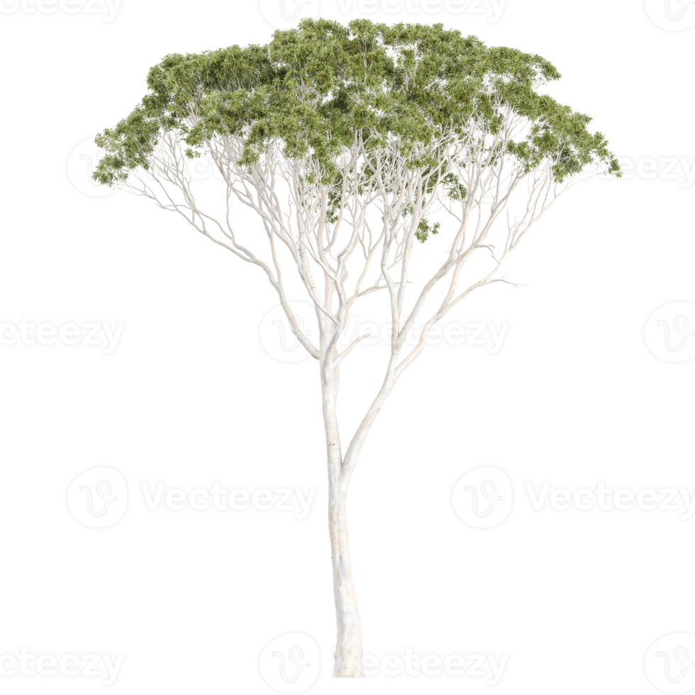 Green beautiful Eucalyptus tree isolated on Canvas png