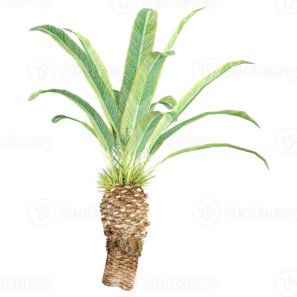 collection of Phoenic canariensis plant isolated on transparent Canvas png