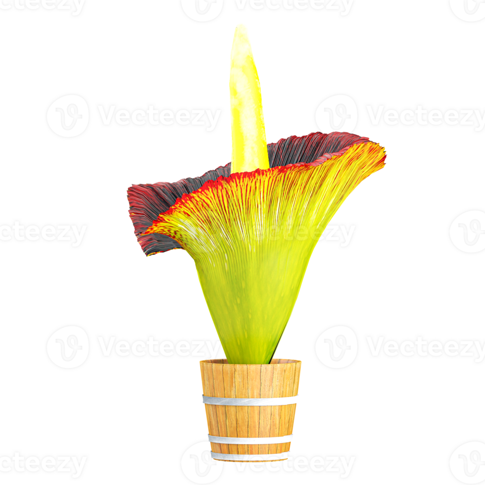 3d Rendering Of Corpse Flower plant in pot on Transparent Canvas png
