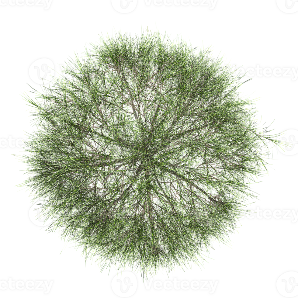 collection of Whistling pine tree with realistic style png
