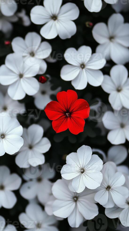 A single red flower standing out among multiple white flowers. Showcase stands out from the crowd. Concept of contrast, uniqueness, individuality, and beauty in difference. photo