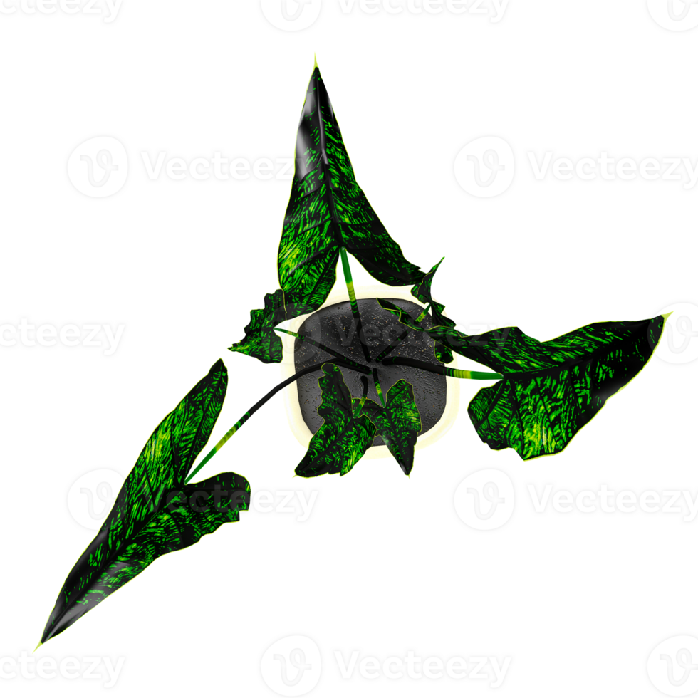 3d illustration of Alocasia plant isolated on transparent Canvas from top view png