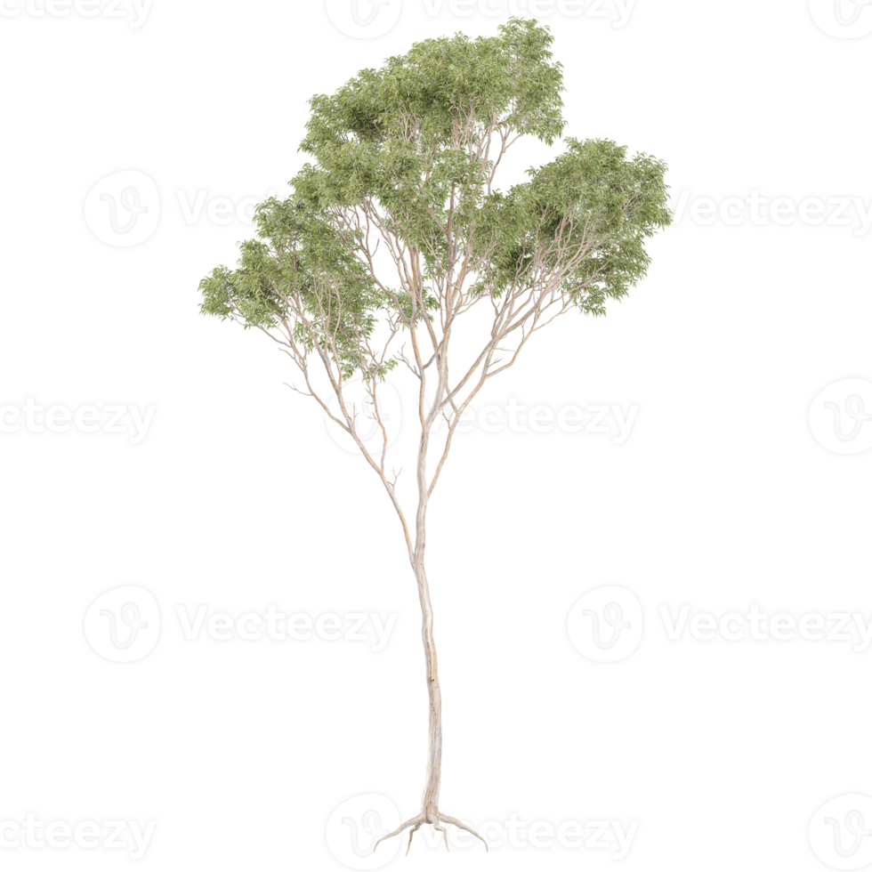 3d illustration of Eucalyptus tree isolated on transparent canvas png