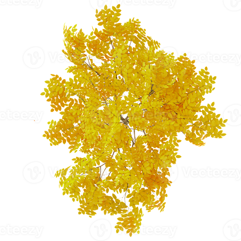 3d illustration of maple tree isolated on transparent canvas from top view png