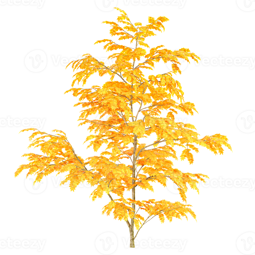 3d illustration of maple tree isolated on transparent canvas png