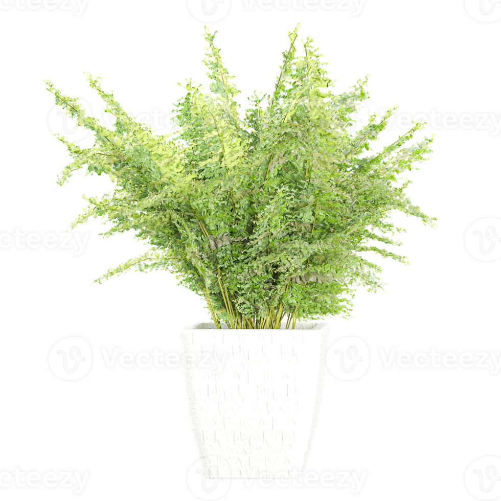 3d illustration of Adiantum capillus-veneris isolated on transparent canvas png