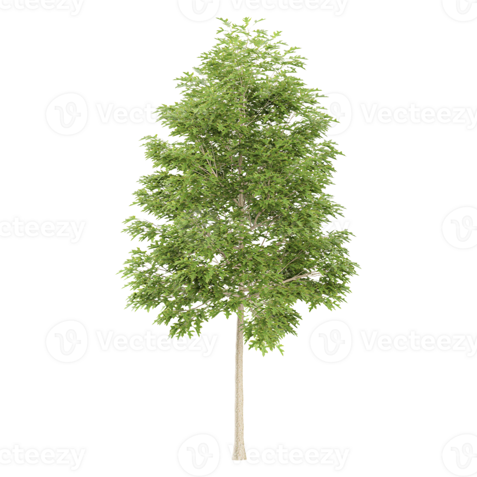 3d illustration of Quercus palustris tree isolated on transparent canvas png