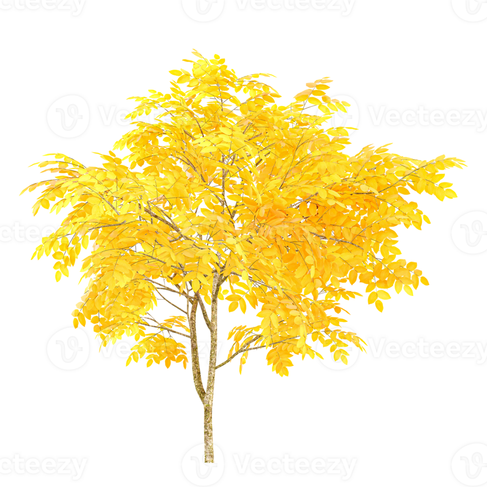 3d illustration of Autumn Leaves tree isolated on transparent canvas png
