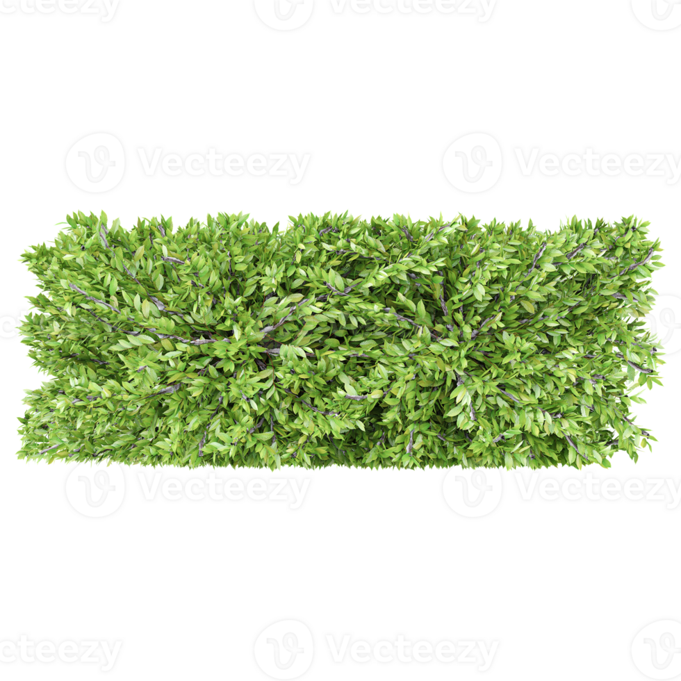 3d illustration of Columnar hornbeam plant isolated on transparent Canvas from top view png