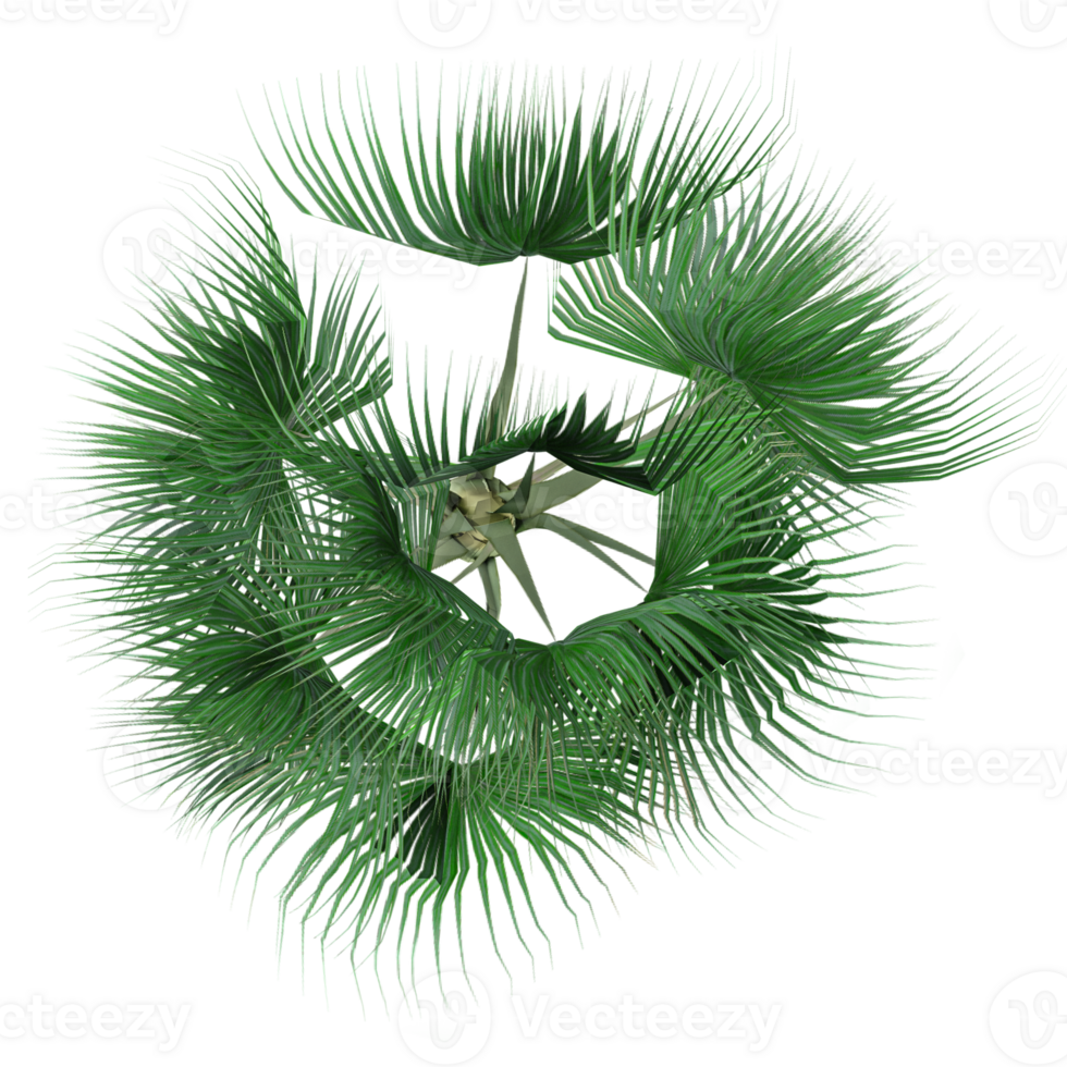 Topview of Trachycarpus fortunei tree isolated on transparent Canvas png