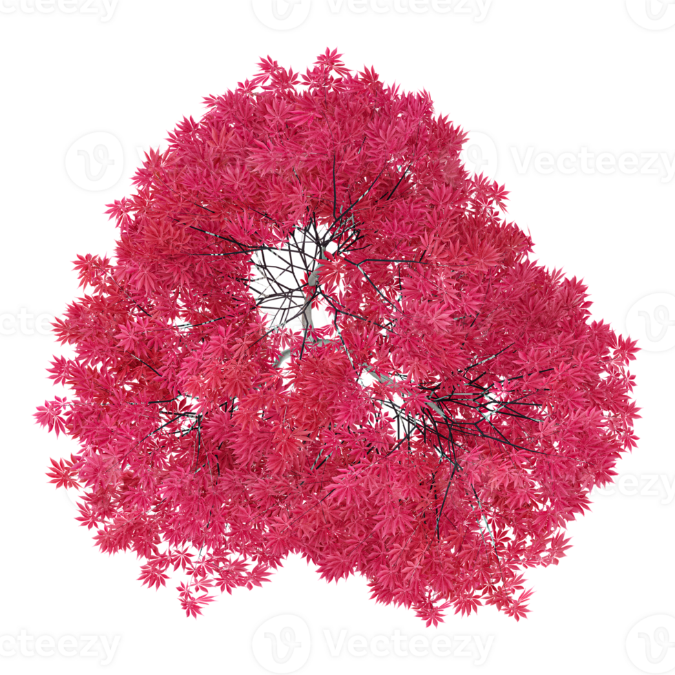 3d illustration of Red maple tree isolated on transparent canvas from top view png