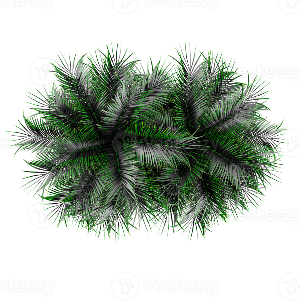 3d illustration of Date palm plant isolated on transparent Canvas from top view png