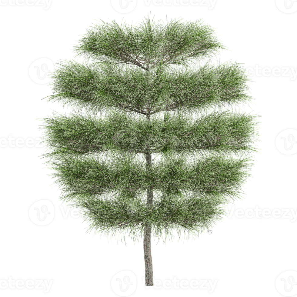 3d illustration of Whistling pine trees isolated on transparent canvas png