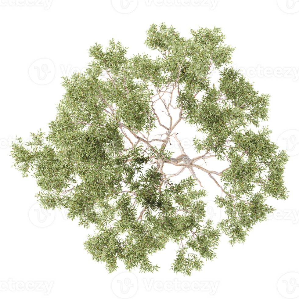 3d illustration of Eucalyptus tree isolated on transparent canvas from top view png